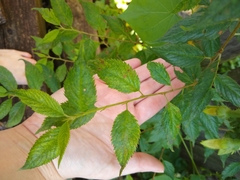 Ulmus