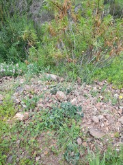 Asteriscium chilense