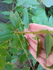 Ulmus