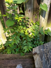 Ulmus