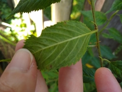 Ulmus
