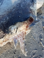 Tetronarce occidentalis
