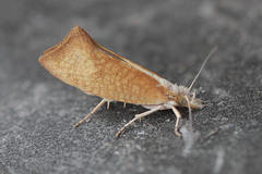 Ypsolopha lucella