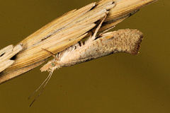Ypsolopha alpella