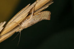 Ypsolopha alpella