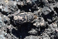 Thanatophilus rugosus