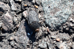 Thanatophilus rugosus