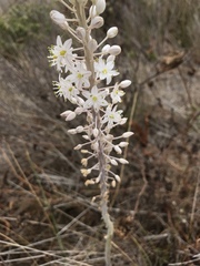 Drimia glaucophylla