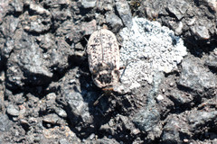 Thanatophilus rugosus