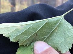 Ribes spicatum hispidulum