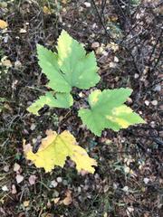 Ribes spicatum hispidulum