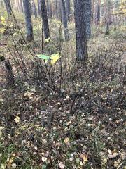 Ribes spicatum hispidulum