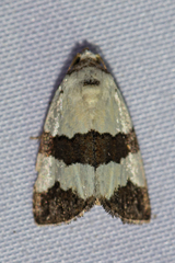 Maliattha quadripartita