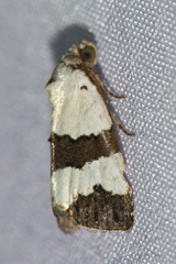 Maliattha quadripartita