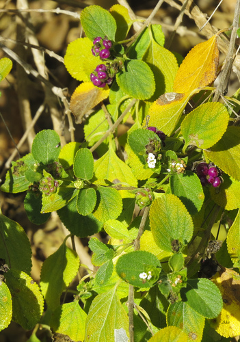 Buttonsage (Lantana involucrata)