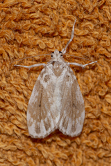 Pseudoadites frigida