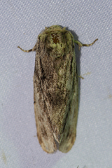 Hyperaeschra pallida