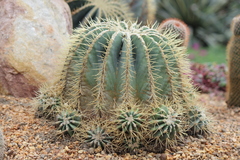 Ferocactus glaucescens
