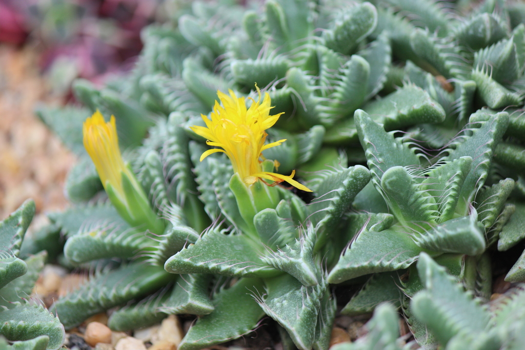 Mesembryanthemum lupinum Haw. 3
