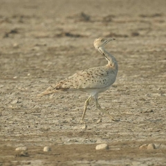 Chlamydotis macqueenii