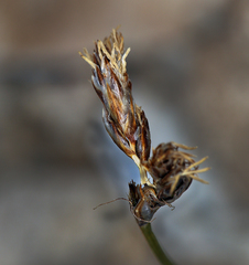 Carex duriuscula