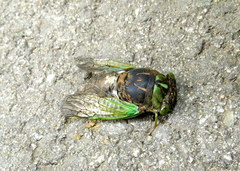 Neotibicen tibicen tibicen