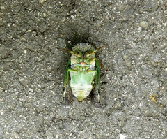 Neotibicen tibicen tibicen
