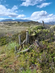 Trichocereus chiloensis litoralis