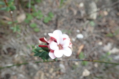 Adenandra brachyphylla