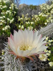 Trichocereus chiloensis litoralis
