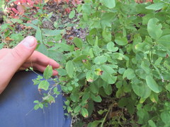 Lespedeza frutescens