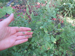 Lespedeza frutescens