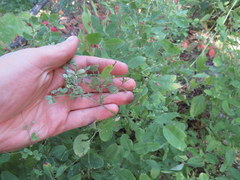 Lespedeza frutescens