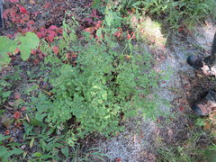Lespedeza frutescens