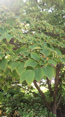 Cornus kousa