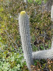 Trichocereus chiloensis litoralis