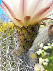 Trichocereus chiloensis litoralis
