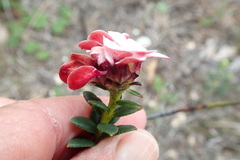 Adenandra brachyphylla