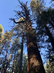 Calocedrus decurrens