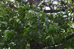 Neolamarckia cadamba