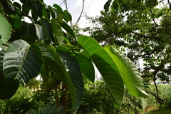 Neolamarckia cadamba