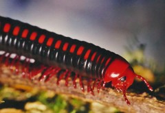 Aphistogoniulus cowani