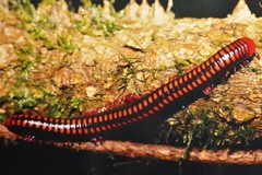 Aphistogoniulus cowani