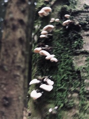 Crepidotus versutus