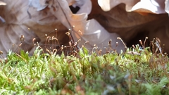 Sciuro-hypnum populeum