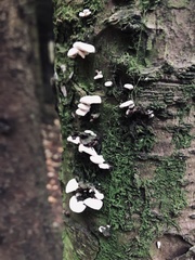 Crepidotus versutus