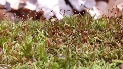 Sciuro-hypnum populeum