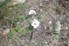 Adenandra brachyphylla