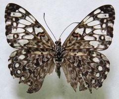 Hamadryas feronia farinulenta