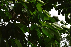 Neolamarckia cadamba